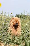 CHOW CHOW 068